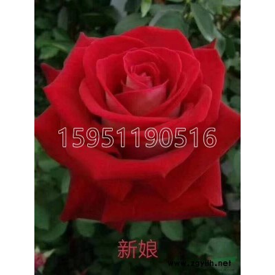 黃杜鵑批發價格便宜 江蘇黃杜鵑批發 江蘇映山紅