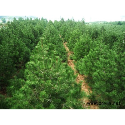 供應(yīng)白皮松1-6米白皮松白皮松