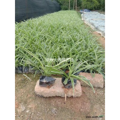 福建漳州毛杜鵑小苗介紹/特征/用途