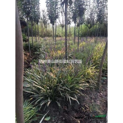 金邊黃楊杯苗，2020年杯苗，蕭山苗木