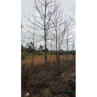 江西供應杜鵑杯苗規格*