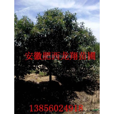 紅葉李,金邊黃楊,紅花繼木,小葉黃楊,紫薇,大葉女貞,香樟