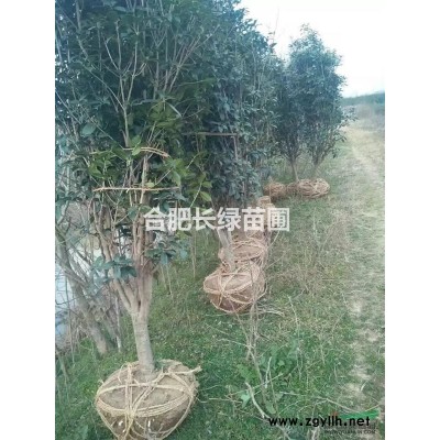 安徽合肥苗木色塊小苗紅花繼木，金邊黃楊，毛娟，大葉黃楊，月季