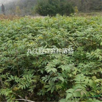 供應(yīng)40公分高杜鵑小苗/40公分高杜鵑小苗批發(fā)價格