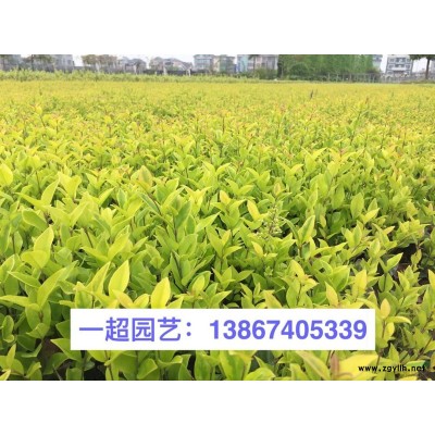 金邊黃楊小苗，金邊黃楊小杯苗，金邊黃楊大杯苗，金邊黃楊小毛球