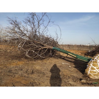 供應優質金邊黃楊 綠化苗木灌木