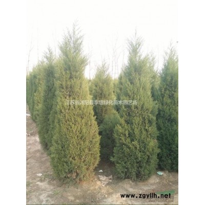 供應灑金柏.瓜子黃楊、紅花檵木、紫薇、櫻花
