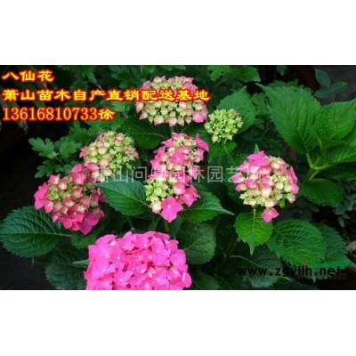 蕭山苗木一站式集成供應(yīng)商：杜鵑/含笑/金葉女貞//紫荊結(jié)香