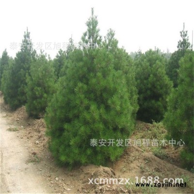 白皮松基地直銷(xiāo) 樹(shù)姿優(yōu)美 規(guī)格全 白皮松 工程綠化 白皮松