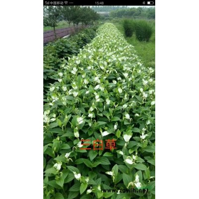 西洋杜鵑，高30公分，蓬形30，單價(jià)8元，500盆起批，可售