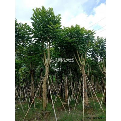 廣東勒杜鵑哪里好/哪家便宜
