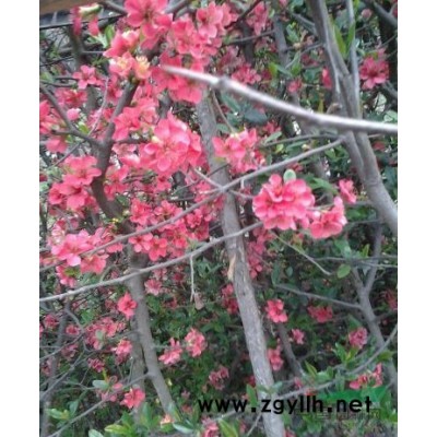 成都地區供應杜鵑苗批發