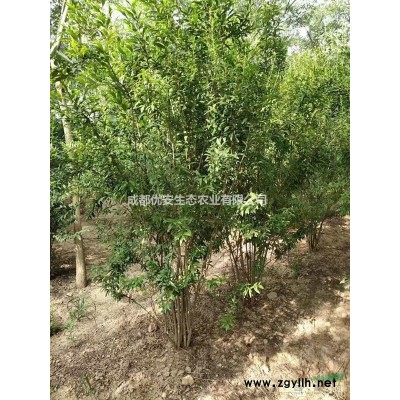 成都金邊黃楊苗低價格農戶直銷工程小苗