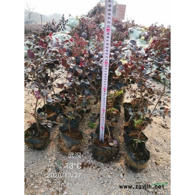 湖北武漢基地直供小葉黃楊 瓜子黃楊 豆瓣黃楊 可供湖南 河南 ..