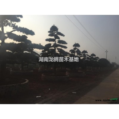 批發(fā)湖南海桐小苗 精品海桐球 海桐球價格