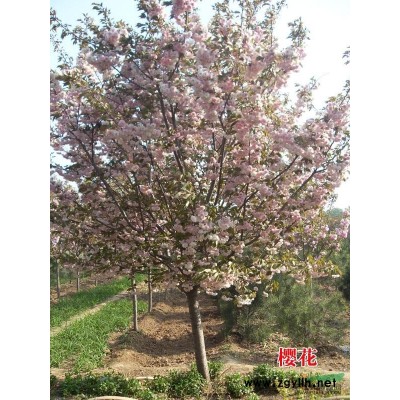 山東瓜子黃楊行情報價\山東瓜子黃楊圖片展示