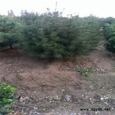 旭隆農業 西安白皮松 白皮松培育基地 50公分白皮松 80公分白皮松