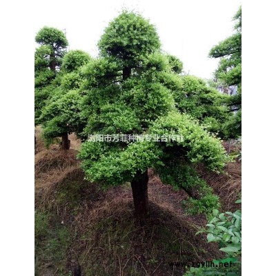 湖南景觀樹+造型樹+嫁接樹杜鵑造型小葉女貞 紅花繼木樁