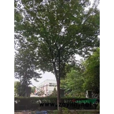 小葉瓜子黃楊米勁10公分地勁12公分分支點1米