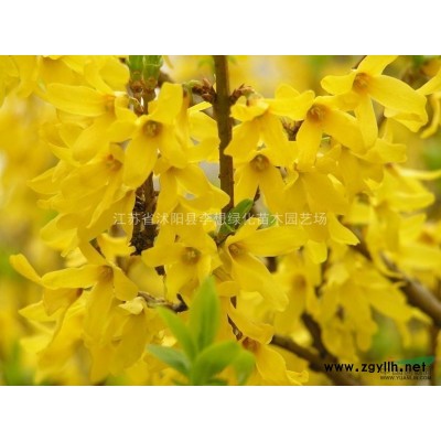 供應海桐 常綠灌木 40高海桐價格