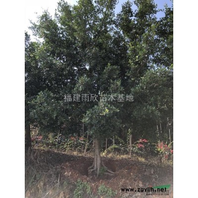 三角梅 可供廣東三角梅 三角梅基地直銷 勒杜鵑基地