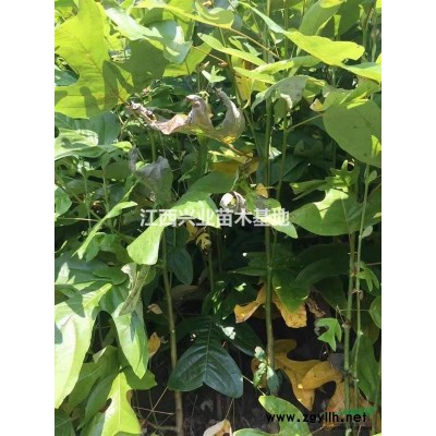 20-30公分高杜鵑大小杯苗