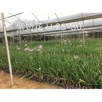 三角梅，葉子花，勒杜鵑