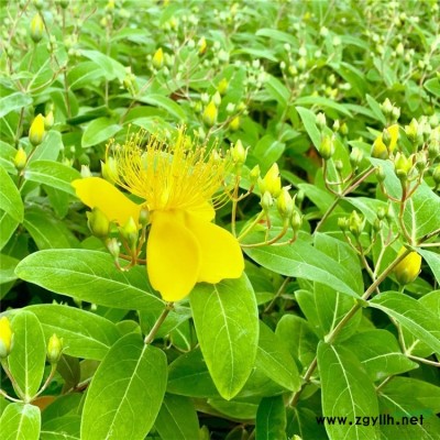 基地出售 高山杜鵑花苗 園林片植觀賞植物 枝繁葉茂 庭院花鏡綠籬植物 高山杜鵑盆苗 規(guī)格*