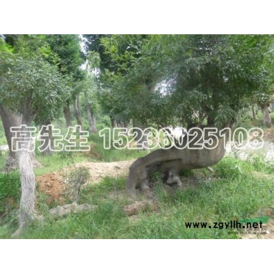 山茱萸，杜鵑，央山紅