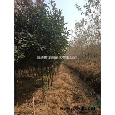 瓜子黃楊價格_瓜子黃楊圖片_瓜子黃楊綠化苗木苗圃基地