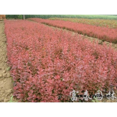 基地直銷直徑2-10公分獨桿黃楊 高桿小葉黃楊 獨桿瓜子黃楊 綠化工程苗 規(guī)格*