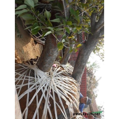 泰安瓜子黃楊，泰安瓜子黃楊樹 泰安市本昌園林綠化工程有限公司