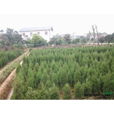 湖南劍麻，紅繼木，杜鵑基地