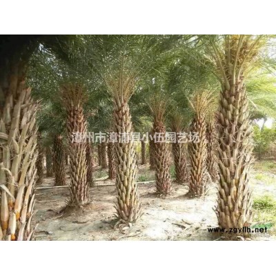 西洋杜鵑各類合規(guī)盆栽苗