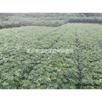 重慶供應(yīng)大量優(yōu)質(zhì)杜鵑毛球 如圖