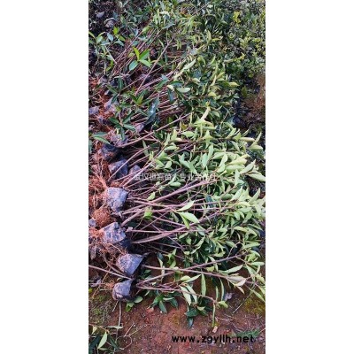 湖北武漢基地直供金邊黃楊 可供湖南 河南 江西 四川