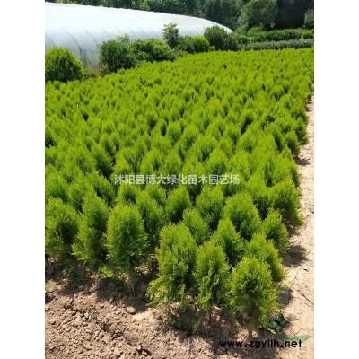 供應(yīng)瓜子黃楊小毛球價(jià)格優(yōu)惠