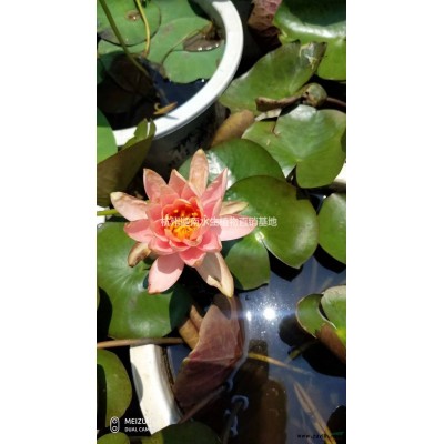 瓜子黃楊地栽苗小毛球