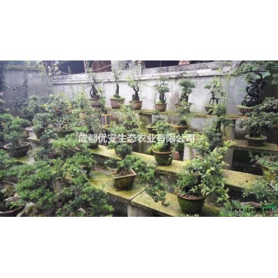 成都瓜子黃楊球小葉黃楊球1米價格便宜基地批發