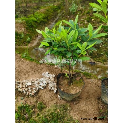 湖南海棠樹，海棠花，海棠圖片，海桐球基地優價供應