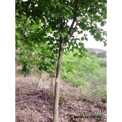 海桐球*新報價/苗圃海桐球價格