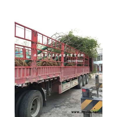 安徽桂花 紫薇 櫻花 喜樹(shù) 紅梅 綠梅 海桐球 紅葉石楠球