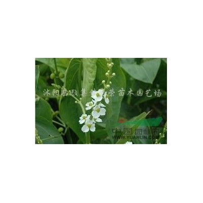 供應(yīng) 低價(jià)南天竹 南天竺 量大