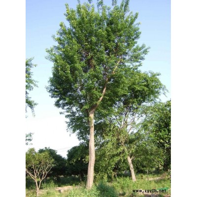 安徽*大的中華石楠(土石楠)海桐球主產(chǎn)地