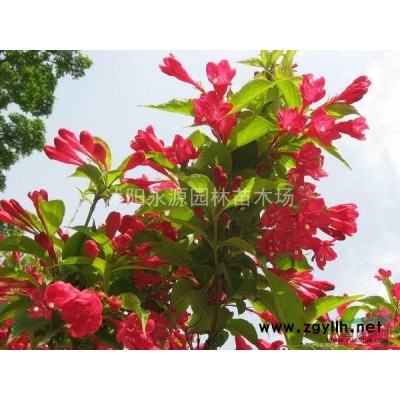 大批量供應(yīng)海桐苗，海桐小苗，海桐工程苗