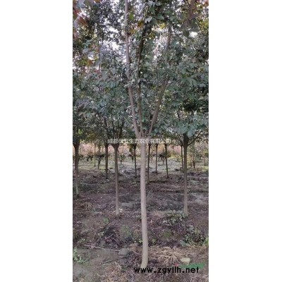 成都海桐球1米1.5米2米基地批發價格便宜