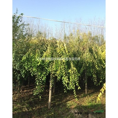 供應優質南天竹綠化苗  南天竹基地