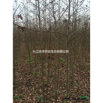 南天竹種子報價/江西南天竹種子報價