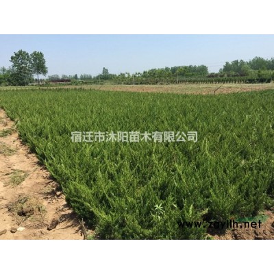 南天竹價格_南天竹圖片_南天竹產地_南天竹綠化苗木苗圃基地