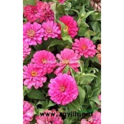 江蘇常州火焰南天竹小苗大量低價供應